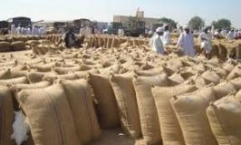 الوارد وأسعار الذرة بسوق محاصيل القضارف اليوم