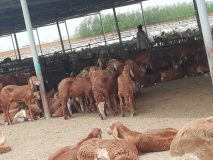 الوفد الاعلامي المركزي يزور المحجر البيطري بكسلا