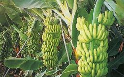 (٨٩٠) طن صادر الموز من النيل الأزرق لجمهورية مصر