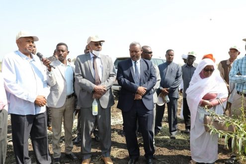 تركاوي يقف على الحقول الايضاحية بالقضارف