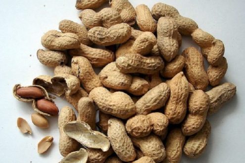 خبير: تراجع إنتاج الفول السوداني بالجزيرة إلى (40)%