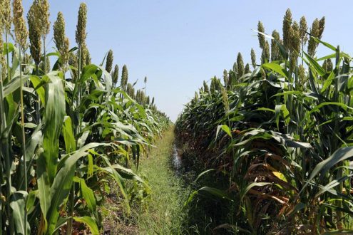 اللجنة العليا للموسم الزراعي تتفقد محطة البحوث الزراعية بالقضارف