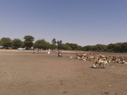 إنطلاقة نفرة جباية الأنعام بمحلية الطويشة بشمال دارفور