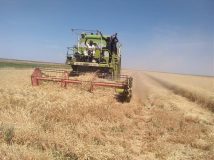 انطلاق حصاد القمح بهيئة الرهد الزراعية بمتوسط إنتاج 18جوال للفدان