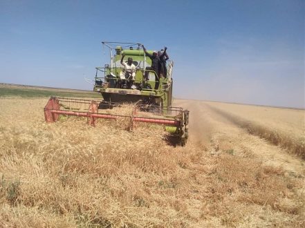انطلاق حصاد القمح بهيئة الرهد الزراعية بمتوسط إنتاج 18جوال للفدان
