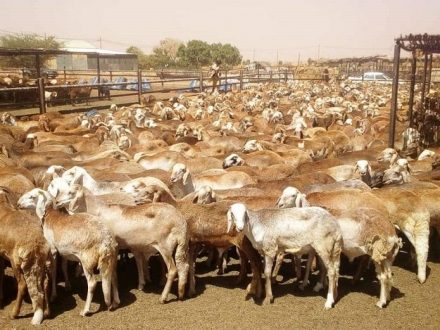 إنطلاق حملة التلقيح الاصطناعي بجنوب كردفان