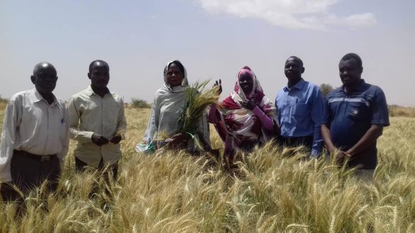 توطين زراعة القمح بشمال دارفور نجاحات مرتقبة