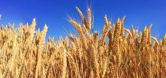 النيل الأبيض تستهدف زراعة ثلاثة مليون فدان للموسم الصيفى