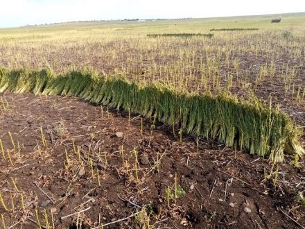 قوة عسكرية لتأمين حصاد 7 ملايين فدان بالقضارف