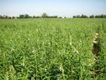 تواصل حصاد السمسم وبدء التسويق الأسوع المقبل