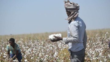 45ألف جنيه السعر التركيزي لقنطار القطن بمشروع الجزيرة