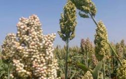 بدء حصاد محصول الذرة بالقضارف في مساحة (5.5) مليون فدان