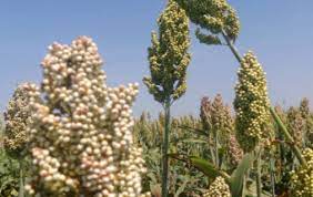 بدء حصاد محصول الذرة بالقضارف في مساحة (5.5) مليون فدان