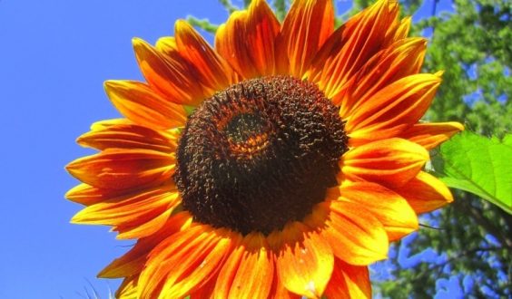 أسواق القضارف تستقبل الإنتاج الجديد لمحصولي زهرة الشمس وحب البطيخ