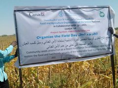 وزارة الزراعة والفاو تعتزمان توطين التقاوي بجنوب دارفور